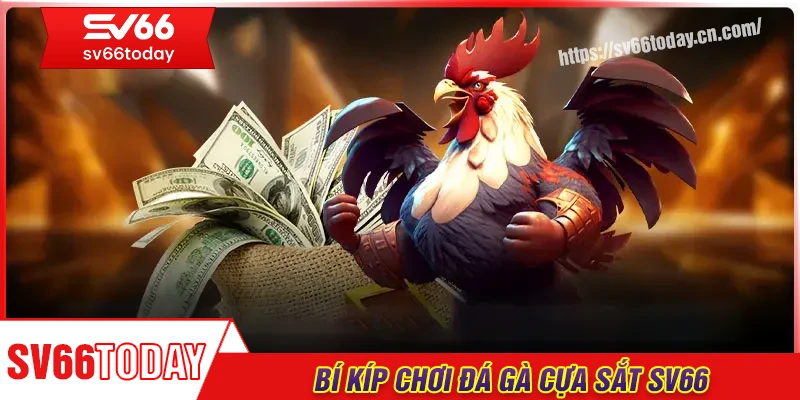 Bí kíp chơi đá gà cựa sắt chiến thắng từ chuyên gia