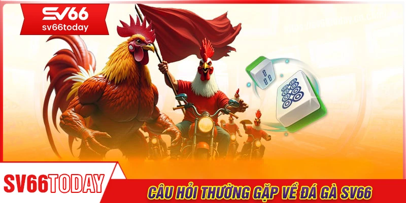 Câu hỏi liên quan đến chuyên mục đá gà tại Sv66
