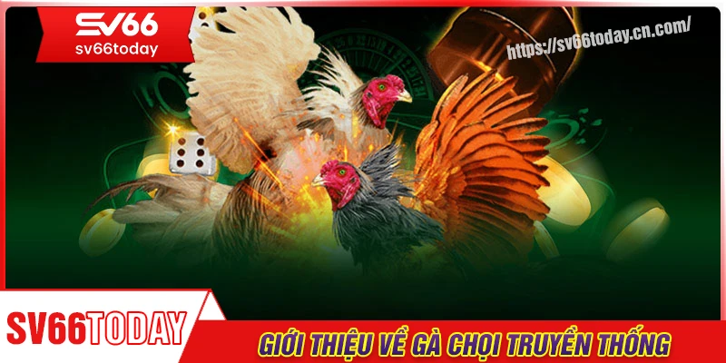 Giới thiệu về đá gà chọi truyền thống
