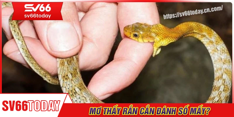 Mơ thấy rắn cắn đánh số mấy trúng lớn?