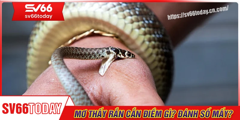 Mơ thấy rắn cắn tay, chân điềm gì? Đánh con gì?