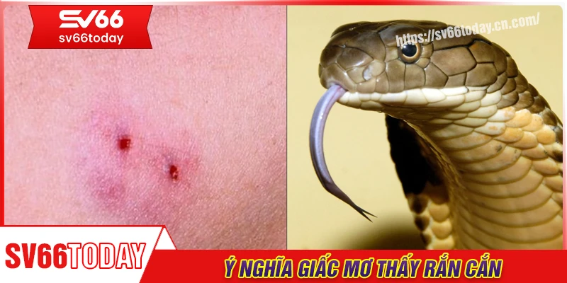 Ý nghĩa giấc mơ thấy rắn cắn trong đời sống