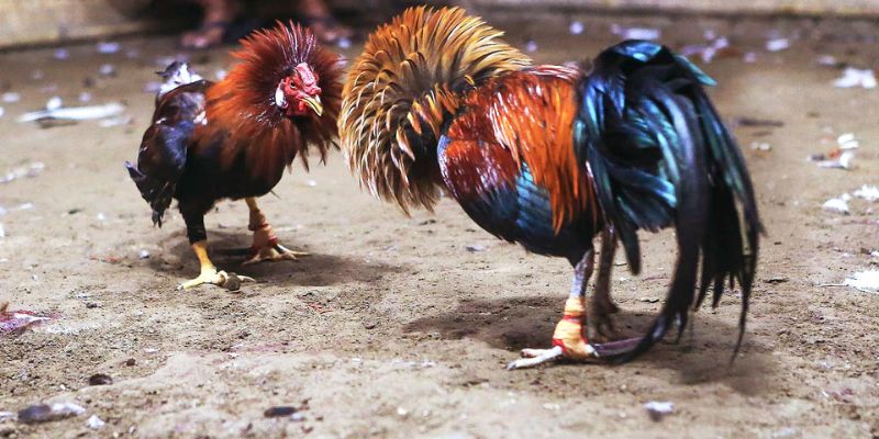 Đá gà tre Thomo có điểm gì hấp dẫn?